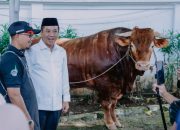 Sapi Kurban Bantuan Presiden Dibagikan ke Warga Pesisir Karawang