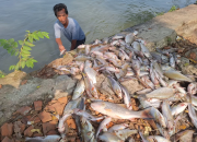 DLH Selidiki Penyebab Ribuan Ikan Mati di Irigasi Karawang