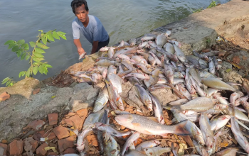 DLH Selidiki Penyebab Ribuan Ikan Mati di Irigasi Karawang