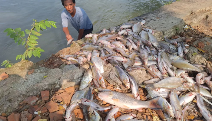 DLH Selidiki Penyebab Ribuan Ikan Mati di Irigasi Karawang