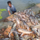DLH Selidiki Penyebab Ribuan Ikan Mati di Irigasi Karawang