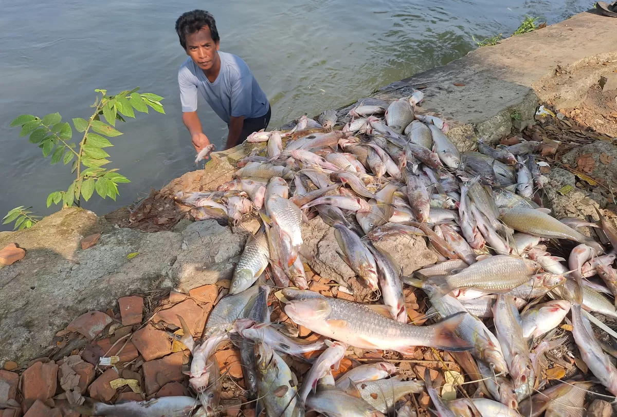 Ikan