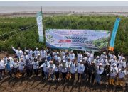 20.500 Bibit Mangrove Ditanam untuk Pulihkan Pesisir Karawang