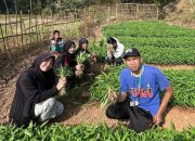 Mahasiswa BSI Explore Kenali Potensi Pertanian Karang Indah