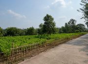 Petani Kampung Cibadak Kembangkan Kencur Meski Terbatas Air
