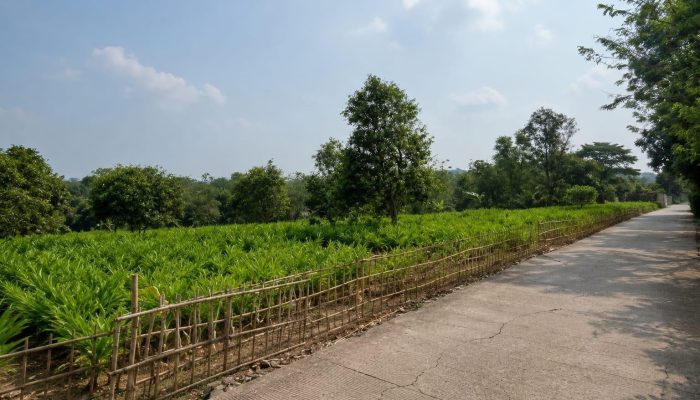 Petani Kampung Cibadak Kembangkan Kencur Meski Terbatas Air