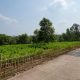 Petani