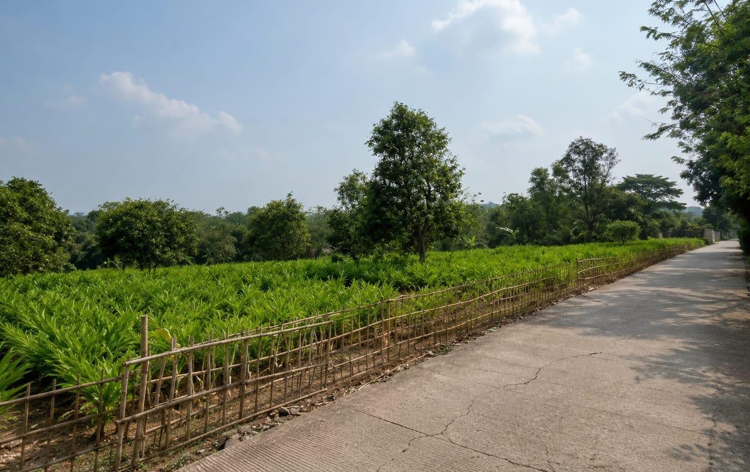 Petani