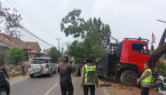 Truk Trailer Tabrak Pohon di Jalan Raya Badami
