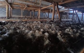 Panen Jamur Merang Jadi Potensi Ekonomi Desa Karang Indah