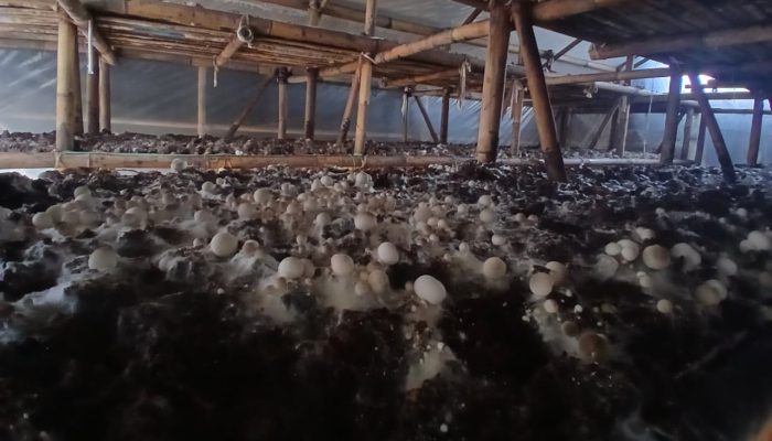 Panen Jamur Merang Jadi Potensi Ekonomi Desa Karang Indah